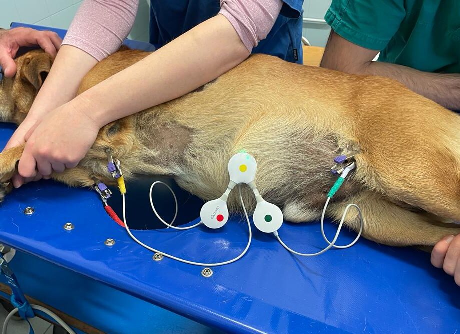 ECG nel cane